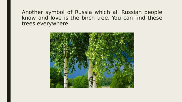 Another symbol of Russia which all Russian people know and love is the birch tree. You can find these trees everywhere.