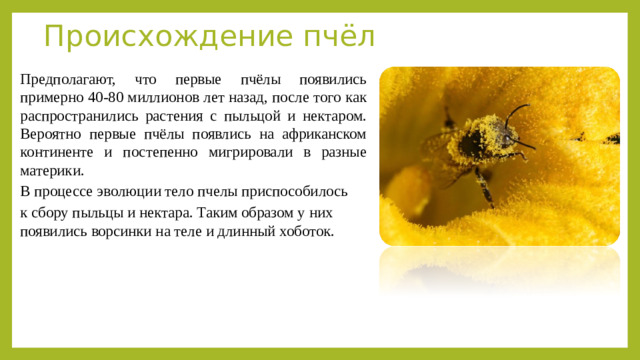 Происхождение пчёл Предполагают, что первые пчёлы появились примерно 40-80 миллионов лет назад, после того как распространились растения с пыльцой и нектаром. Вероятно первые пчёлы появлись на африканском континенте и постепенно мигрировали в разные материки. В процессе эволюции тело пчелы приспособилось к сбору пыльцы и нектара. Таким образом у них появились ворсинки на теле и длинный хоботок.