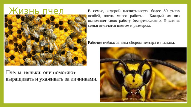 Жизнь пчел В семье, которой насчитывается более 80 тысяч особей, очень много работы. Каждый их них выполняет свою работу беспрекословно. Пчелиная семья отличатся цветом и размером. Рабочие пчёлы: заняты сбором нектара и пыльцы. Пчёлы няньки: они помогают выращивать и ухаживать за личинками.
