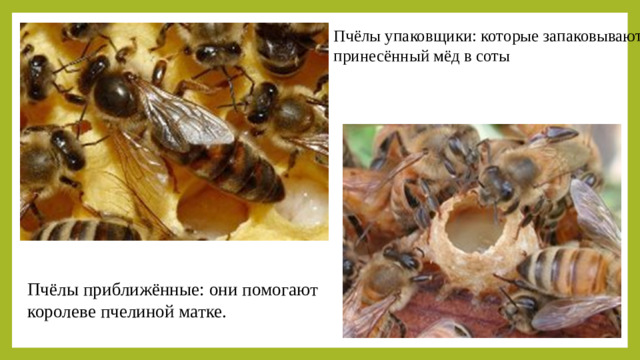 Пчёлы упаковщики: которые запаковывают принесённый мёд в соты Пчёлы приближённые: они помогают королеве пчелиной матке.