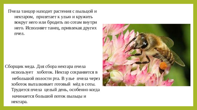 Пчела танцор находит растения с пыльцой и нектаром, прилетает к улью и кружить вокруг него или бродить по сотам внутри него. Исполняет танец, привлекая других пчел. Сборщик меда. Для сбора нектара пчела использует хоботок. Нектар сохраняется в  небольшой полости рта. В улье пчела через хоботок выталкивает готовый мёд в соты. Трудится пчела целый день, особенно когда  начинается большой поток пыльцы и нектара.