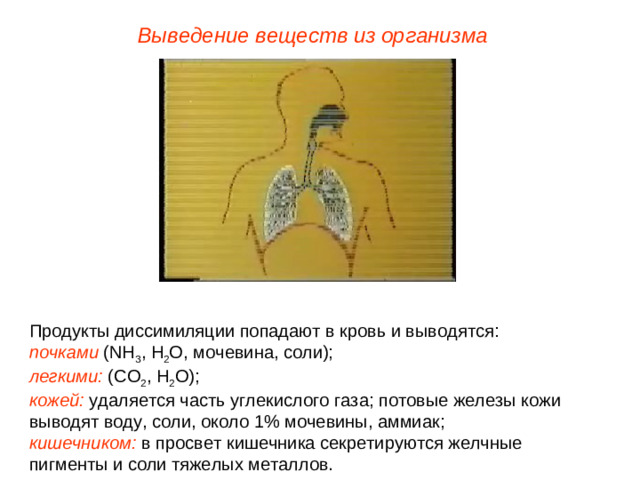 Выведение веществ из организма Продукты диссимиляции попадают в кровь и выводятся: почками ( NH 3 , H 2 O, мочевина, соли); легкими: (СО 2 , Н 2 О); кожей: удаляется часть углекислого газа; потовые железы кожи выводят воду, соли, около 1% мочевины, аммиак; кишечником: в просвет кишечника секретируются желчные пигменты и соли тяжелых металлов.