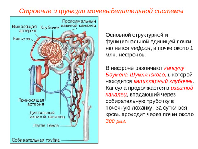 Строение и функции мочевыделительной системы Основной структурной и функциональной единицей почки является нефрон , в почке около 1 млн. нефронов. В нефроне различают капсулу Боумена-Шумлянского, в которой находится капиллярный клубочек . Капсула продолжается в извитой каналец , впадающий через собирательную трубочку в почечную лоханку. За сутки вся кровь проходит через почки около 300 раз.