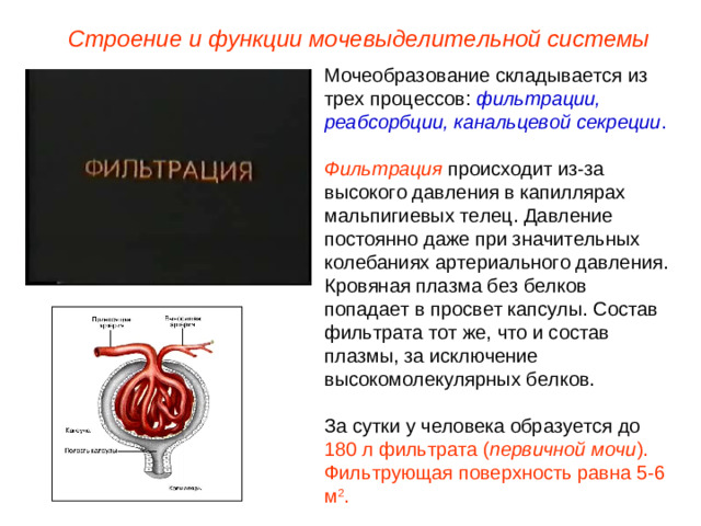 Строение и функции мочевыделительной системы Мочеобразование складывается из трех процессов: фильтрации,  реабсорбции,  канальцевой секреции .  Фильтрация происходит из-за высокого давления в капиллярах мальпигиевых телец. Давление постоянно даже при значительных колебаниях артериального давления. Кровяная плазма без белков попадает в просвет капсулы. Состав фильтрата тот же, что и состав плазмы, за исключение высокомолекулярных белков. За сутки у человека образуется до 180 л фильтрата ( первичной мочи ).  Фильтрующая поверхность равна 5-6 м 2 .