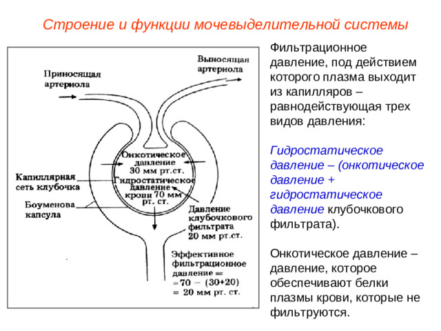 Строение и функции мочевыделительной системы Фильтрационное давление, под действием которого плазма выходит из капилляров – равнодействующая трех видов давления:  Гидростатическое давление  –  (онкотическое давление + гидростатическое давление клубочкового фильтрата). Онкотическое давление – давление, которое обеспечивают белки плазмы крови, которые не фильтруются.