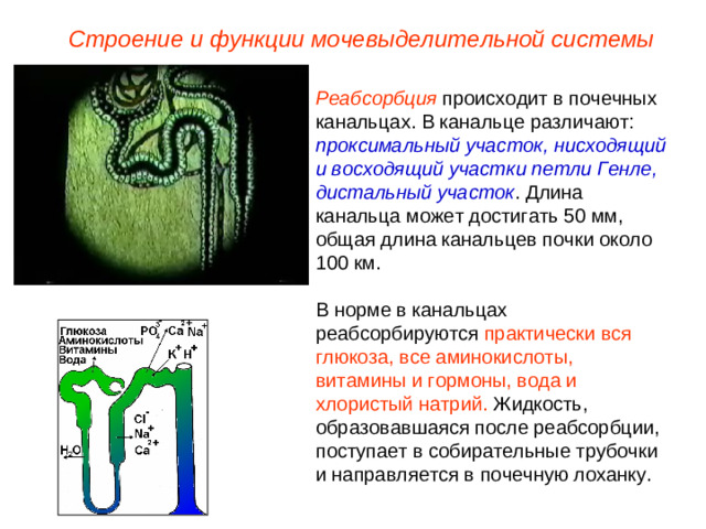 Строение и функции мочевыделительной системы Реабсорбция происходит в почечных канальцах. В канальце различают: проксимальный участок, нисходящий и восходящий участки петли Генле, дистальный участок . Длина канальца может достигать 50 мм, общая длина канальцев почки около 100 км. В норме в канальцах реабсорбируются практически вся глюкоза, все аминокислоты, витамины и гормоны, вода и хлористый натрий. Жидкость, образовавшаяся после реабсорбции, поступает в собирательные трубочки и направляется в почечную лоханку.