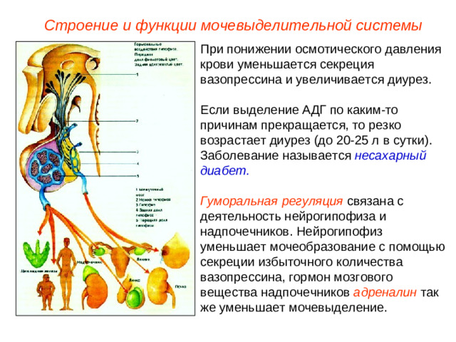 Строение и функции мочевыделительной системы При понижении осмотического давления крови уменьшается секреция вазопрессина и увеличивается диурез. Если выделение АДГ по каким-то причинам прекращается, то резко возрастает диурез (до 20-25 л в сутки). Заболевание называется несахарный диабет.  Гуморальная регуляция связана с деятельность нейрогипофиза и надпочечников. Нейрогипофиз уменьшает мочеобразование с помощью секреции избыточного количества вазопрессина, гормон мозгового вещества надпочечников  адреналин так же уменьшает мочевыделение.