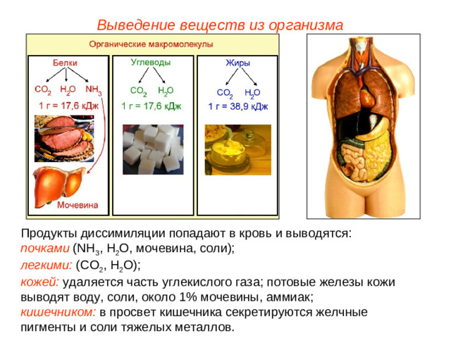 Выведение веществ из организма Продукты диссимиляции попадают в кровь и выводятся: почками ( NH 3 , H 2 O, мочевина, соли); легкими: (СО 2 , Н 2 О); кожей: удаляется часть углекислого газа; потовые железы кожи выводят воду, соли, около 1% мочевины, аммиак; кишечником: в просвет кишечника секретируются желчные пигменты и соли тяжелых металлов.