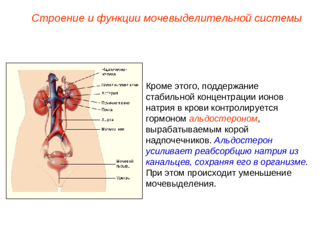 Строение и функции мочевыделительной системы Кроме этого, поддержание стабильной концентрации ионов натрия в крови контролируется гормоном альдостероном , вырабатываемым корой надпочечников. Альдостерон усиливает реабсорбцию натрия из канальцев, сохраняя его в организме . При этом происходит уменьшение мочевыделения.