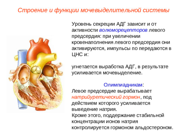 Строение и функции мочевыделительной системы Уровень секреции АДГ зависит и от активности волюморецепторов левого предсердия: при увеличении кровенаполнения левого предсердия они активируются, импульсы по передаются в ЦНС и: угнетается выработка АДГ, в результате усиливается мочевыделение. Олимпиадникам : Левое предсердие вырабатывает натрийуретический гормон , под действием которого усиливается выведение натрия. Кроме этого, поддержание стабильной концентрации ионов натрия контролируется гормоном альдостероном.