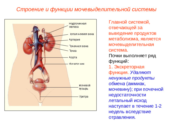 Строение и функции мочевыделительной системы Главной системой, отвечающей за выведение продуктов метаболизма, является мочевыделительная система. Почки выполняет ряд функций: 1. Экскреторная функция.  Удаляют ненужные продукты обмена (аммиак, мочевину); при почечной недостаточности летальный исход наступает в течение 1-2 недель вследствие отравления.