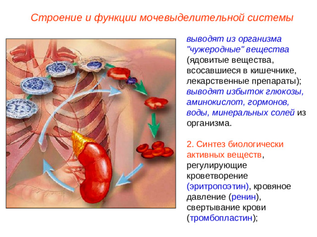 Строение и функции мочевыделительной системы выводят из организма 