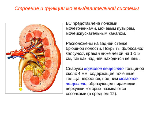 Строение и функции мочевыделительной системы ВС представлена почками, мочеточниками, мочевым пузырем, мочеиспускательным каналом. Расположены на задней стенке брюшной полости. Покрыты фиброзной капсулой , правая ниже левой на 1-1,5 см, так как над ней находится печень. Снаружи корковое вещество толщиной около 4 мм, содержащее почечные тельца нефронов, под ним мозговое вещество , образующее пирамидки, верхушки которых называются сосочками (в среднем 12).