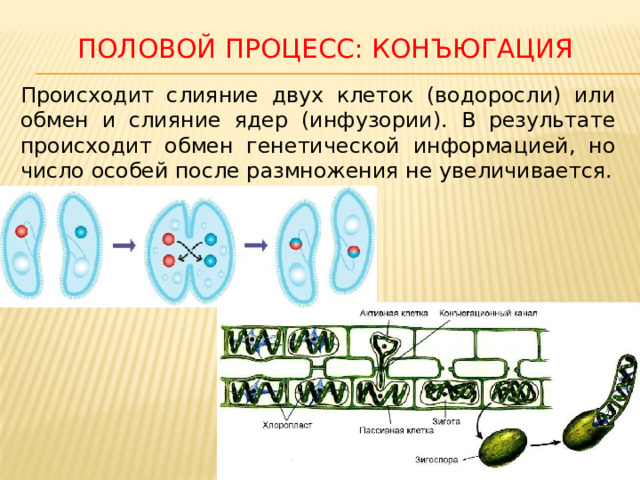 Половой процесс: конъюгация Происходит слияние двух клеток (водоросли) или обмен и слияние ядер (инфузории). В результате происходит обмен генетической информацией, но число особей после размножения не увеличивается.