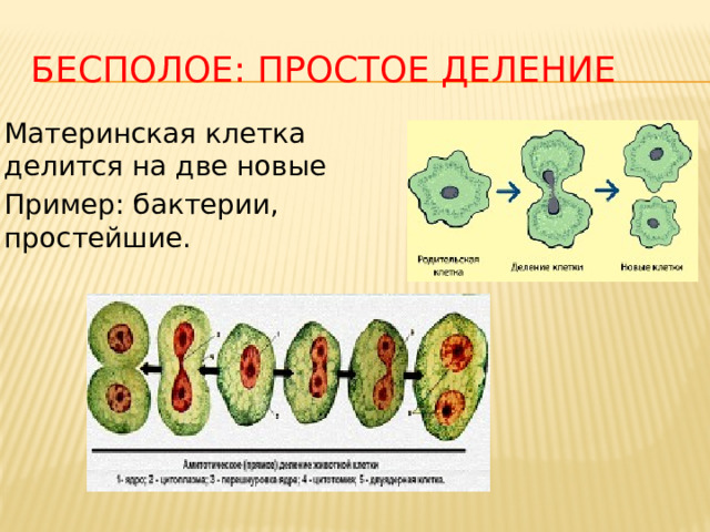 БЕСПОЛОЕ: простое деление Материнская клетка делится на две новые Пример: бактерии, простейшие.