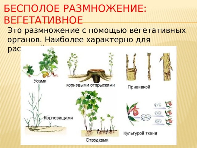 БЕСПОЛОЕ РАЗМНОЖЕНИЕ: вегетативное Это размножение с помощью вегетативных органов. Наиболее характерно для растений.