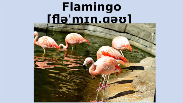 Flamingo  [fləˈmɪŋ.ɡəʊ]