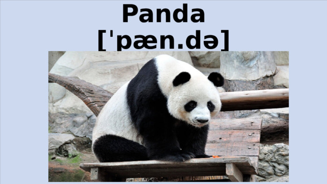 Panda  [ˈpæn.də]