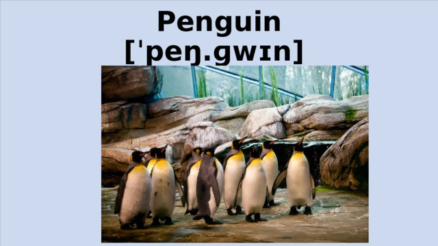 Penguin  [ˈpeŋ.ɡwɪn]