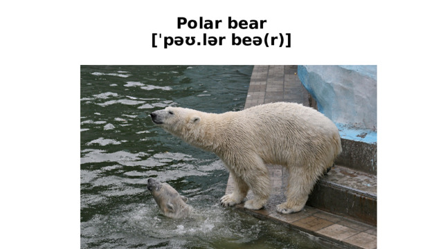Polar bear  [ˈpəʊ.lər beə(r)]