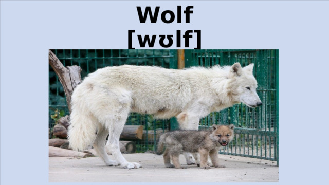 Wolf  [wʊlf]