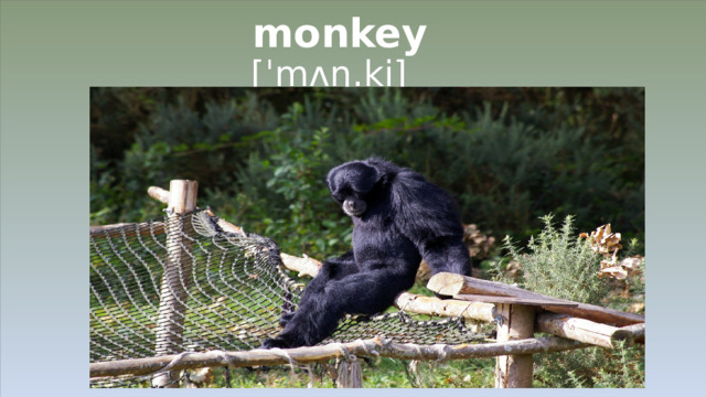 monkey  [ˈmʌŋ.ki]