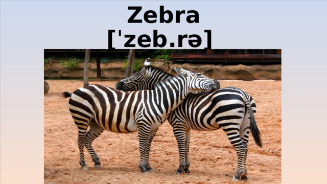 Zebra  [ˈzeb.rə]