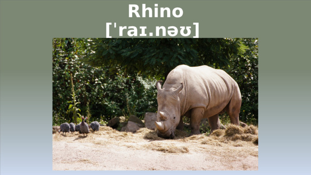 Rhino  [ˈraɪ.nəʊ]