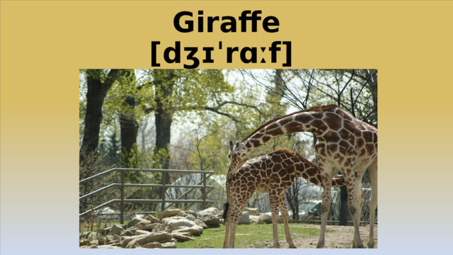 Giraffe  [dʒɪˈrɑːf]
