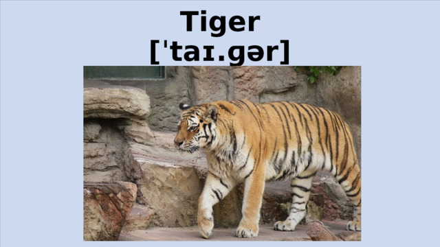 Tiger  [ˈtaɪ.ɡər]