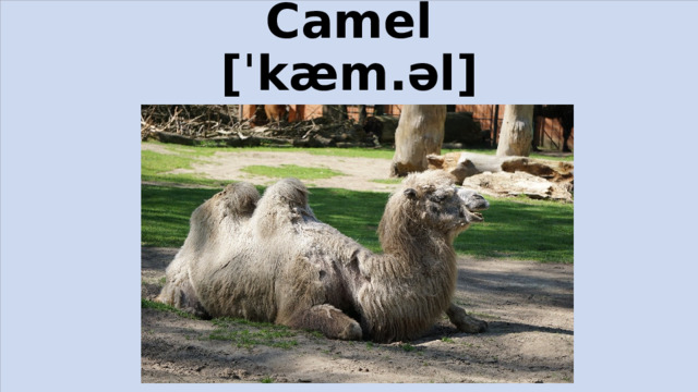 Camel  [ˈkæm.əl]