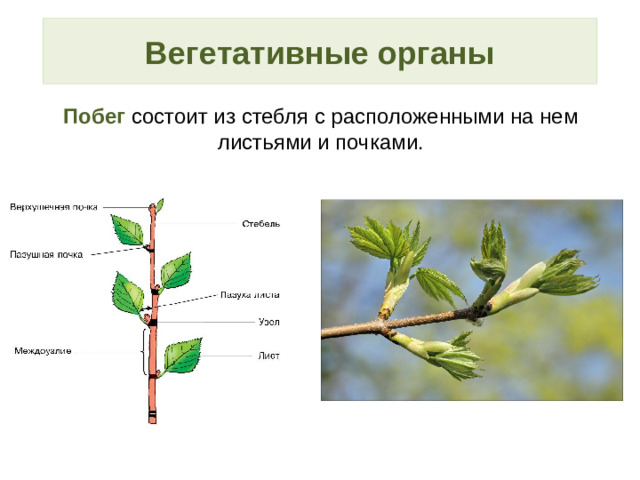 Вегетативные органы Побег состоит из стебля с расположенными на нем листьями и почками.
