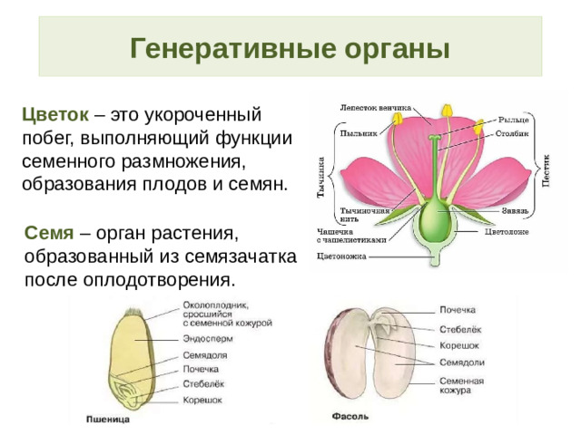 Генеративные органы Цветок – это укороченный побег, выполняющий функции семенного размножения, образования плодов и семян. Семя  – орган растения, образованный из семязачатка после оплодотворения.