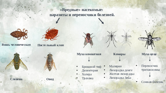 «Вредные» насекомые: паразиты и переносчики болезней. Вошь человеческая Постельный клоп Муха цеце Комары Муха комнатная Переносчик трипаносомы Малярия Лихорадка денге Желтая лихорадка Лихорадка Зика Брюшной тиф Дизентерия Холера Трахома Слепень Овод Сонная болезнь