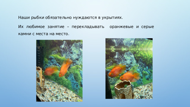 Наши рыбки обязательно нуждаются в укрытиях. Их любимое занятие – перекладывать оранжевые и серые камни с места на место.