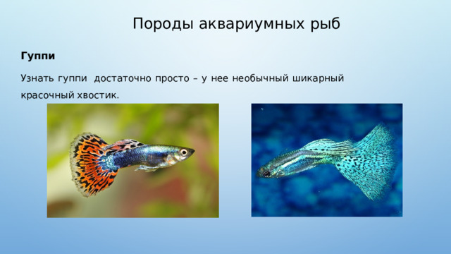 Породы аквариумных рыб Гуппи Узнать гуппи достаточно просто – у нее необычный шикарный красочный хвостик.