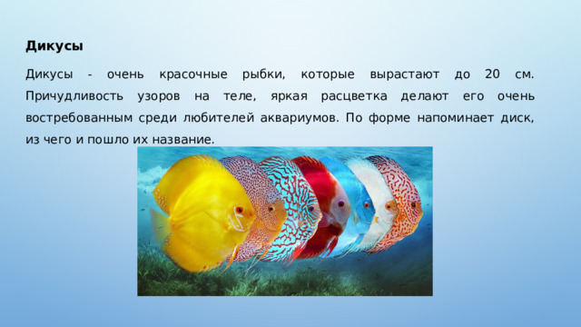 Дикусы Дикусы - очень красочные рыбки, которые вырастают до 20 см. Причудливость узоров на теле, яркая расцветка делают его очень востребованным среди любителей аквариумов. По форме напоминает диск, из чего и пошло их название.