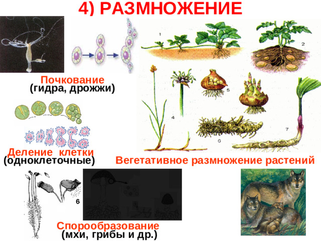 4) РАЗМНОЖЕНИЕ Почкование (гидра, дрожжи) Деление клетки (одноклеточные)  Вегетативное размножение растений Спорообразование  (мхи, грибы и др.)