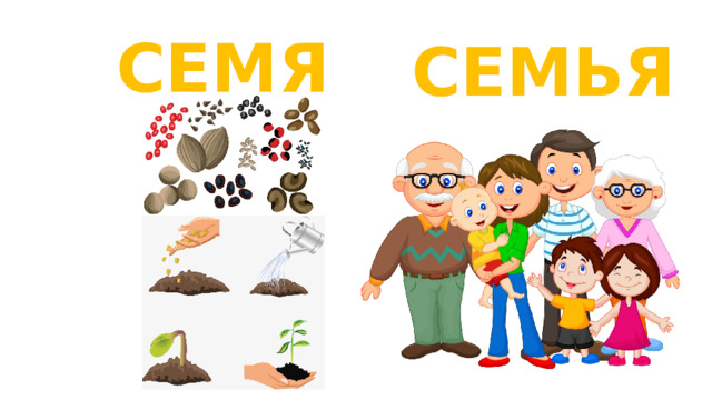 семя семья