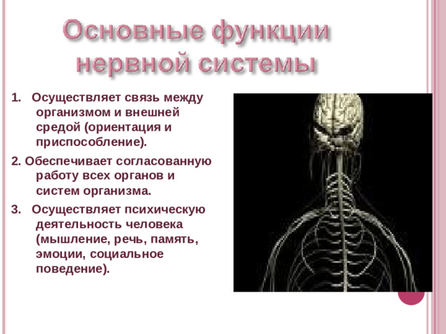 1. Осуществляет связь между организмом и внешней средой (ориентация и приспособление). 2. Обеспечивает согласованную работу всех органов и систем организма. 3. Осуществляет психическую деятельность человека (мышление, речь, память, эмоции, социальное поведение).