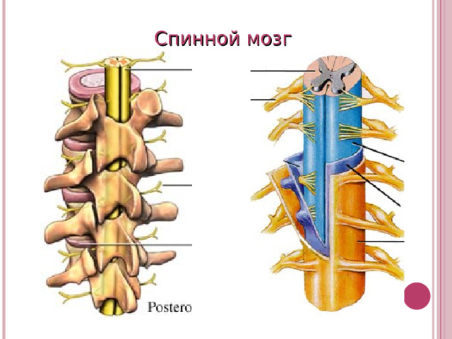 Спинной мозг