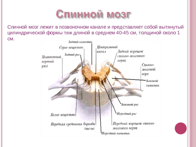 Спинной мозг лежит в позвоночном канале и представляет собой вытянутый цилиндрической формы тяж длиной в среднем 40-45 см, толщиной около 1 см.