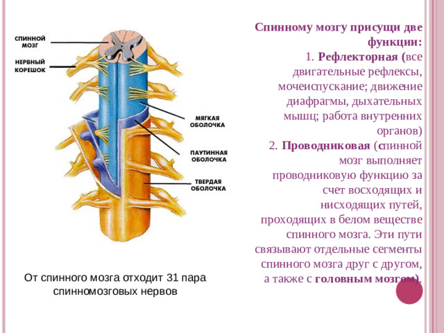 Спинному мозгу присущи две функции:  1. Рефлекторная ( все двигательные рефлексы, мочеиспускание; движение диафрагмы, дыхательных мышц; работа внутренних органов) 2. Проводниковая ( с пинной мозг выполняет проводниковую функцию за счет восходящих и нисходящих путей, проходящих в белом веществе спинного мозга. Эти пути связывают отдельные сегменты спинного мозга друг с другом, а также с головным мозгом) . От спинного мозга отходит 31 пара спинномозговых нервов