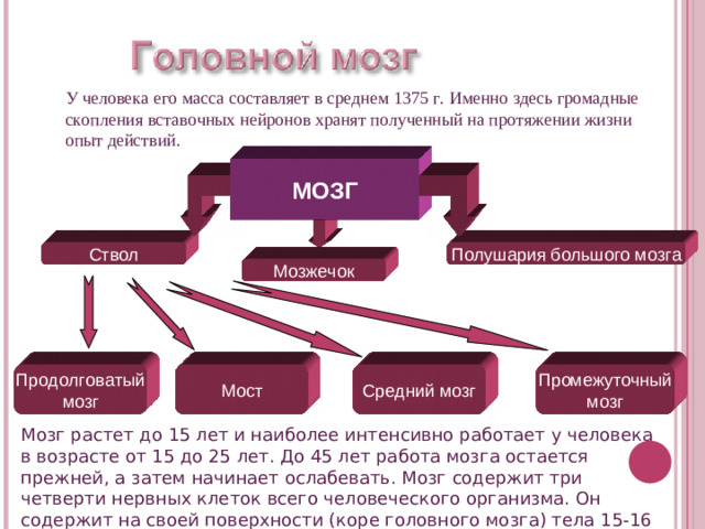 У человека его масса составляет в среднем 1375 г. Именно здесь громадные скопления вставочных нейронов хранят полученный на протяжении жизни опыт действий. МОЗГ Полушария большого мозга Ствол Мозжечок Продолговатый мозг Мост Средний мозг Промежуточный мозг Мозг растет до 15 лет и наиболее интенсивно работает у человека в возрасте от 15 до 25 лет. До 45 лет работа мозга остается прежней, а затем начинает ослабевать. Мозг содержит три четверти нервных клеток всего человеческого организма. Он содержит на своей поверхности (коре головного мозга) тела 1 5-16 миллиардов нейронов .