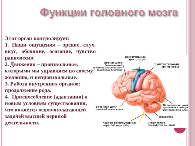 Этот орган контролирует: 1.  Наши ощущения – зрение, слух, вкус, обоняние, осязание, чувство равновесия. 2. Движения – произвольные, которыми мы управляем по своему желанию, и непроизвольные. 3. Работа внутренних органов; продолжение рода. 4.  Приспособление (адаптация) к новым условиям существования, что является основополагающей задачей высшей нервной деятельности.