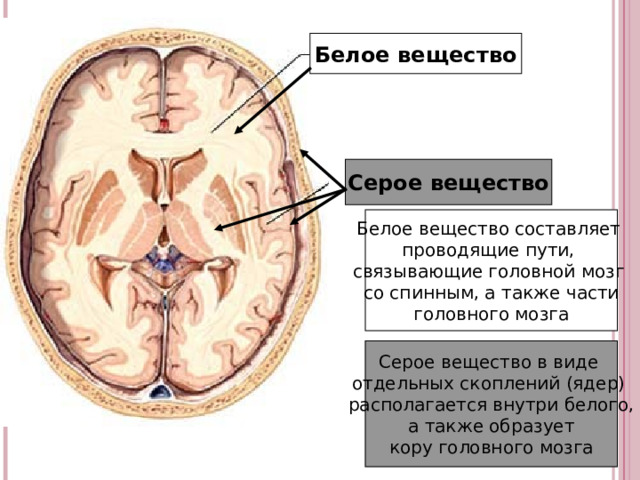 Белое вещество Серое вещество Белое вещество составляет проводящие пути, связывающие головной мозг со спинным, а также части головного мозга Серое вещество в виде отдельных скоплений (ядер) располагается внутри белого,  а также образует кору головного мозга