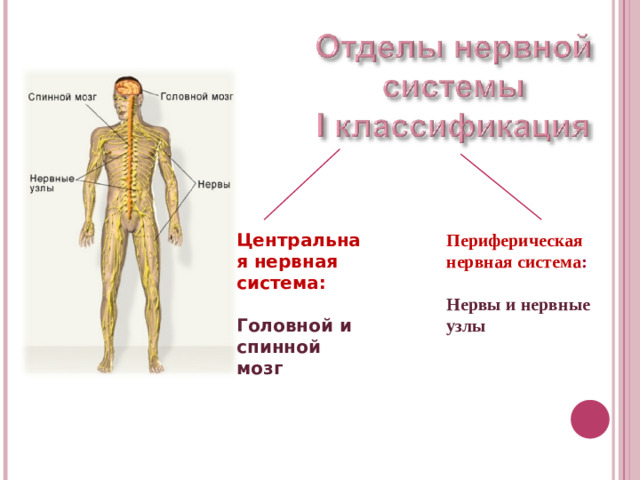 Центральная нервная система: Периферическая нервная система :  Головной и спинной мозг  Нервы и нервные узлы