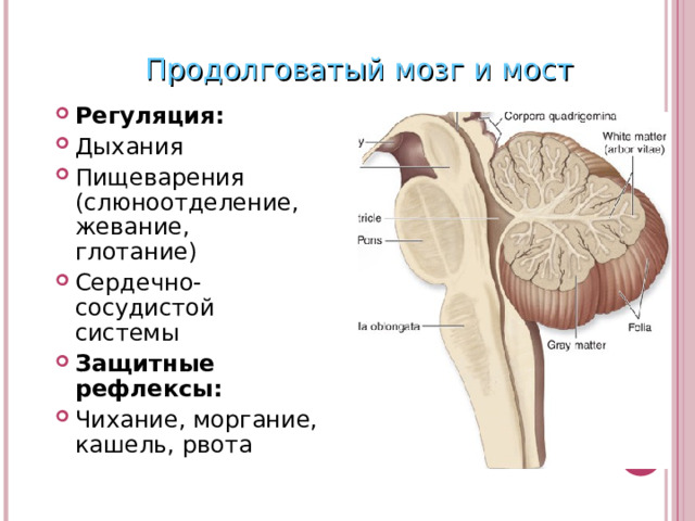 Продолговатый мозг и мост