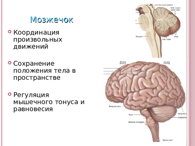 Мозжечок