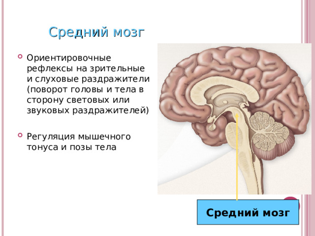 Средний мозг Ориентировочные рефлексы на зрительные и слуховые раздражители (поворот головы и тела в сторону световых или звуковых раздражителей) Регуляция мышечного тонуса и позы тела Средний мозг